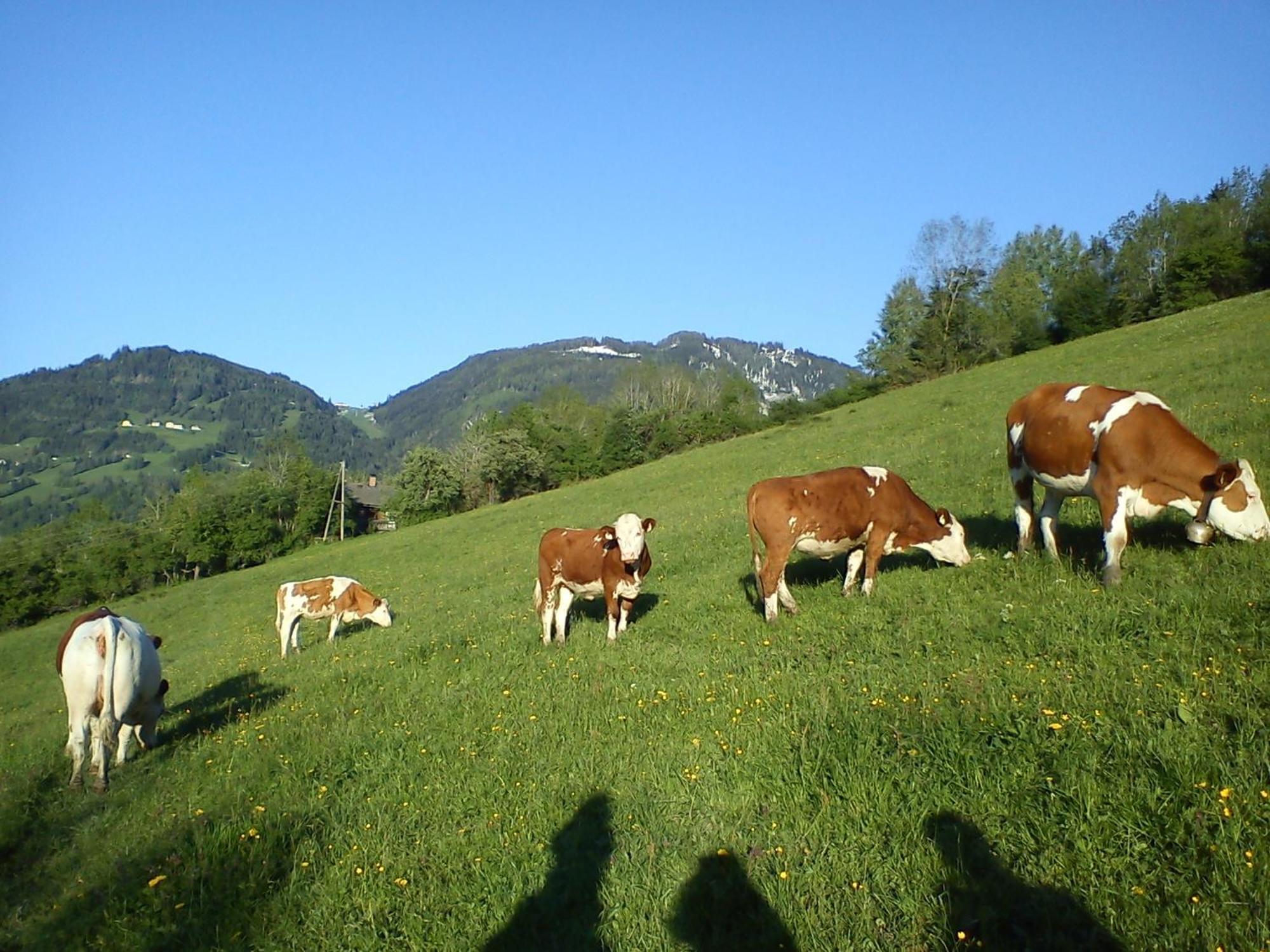 Weidinghof Apartamento Sankt Veit im Pongau Exterior foto